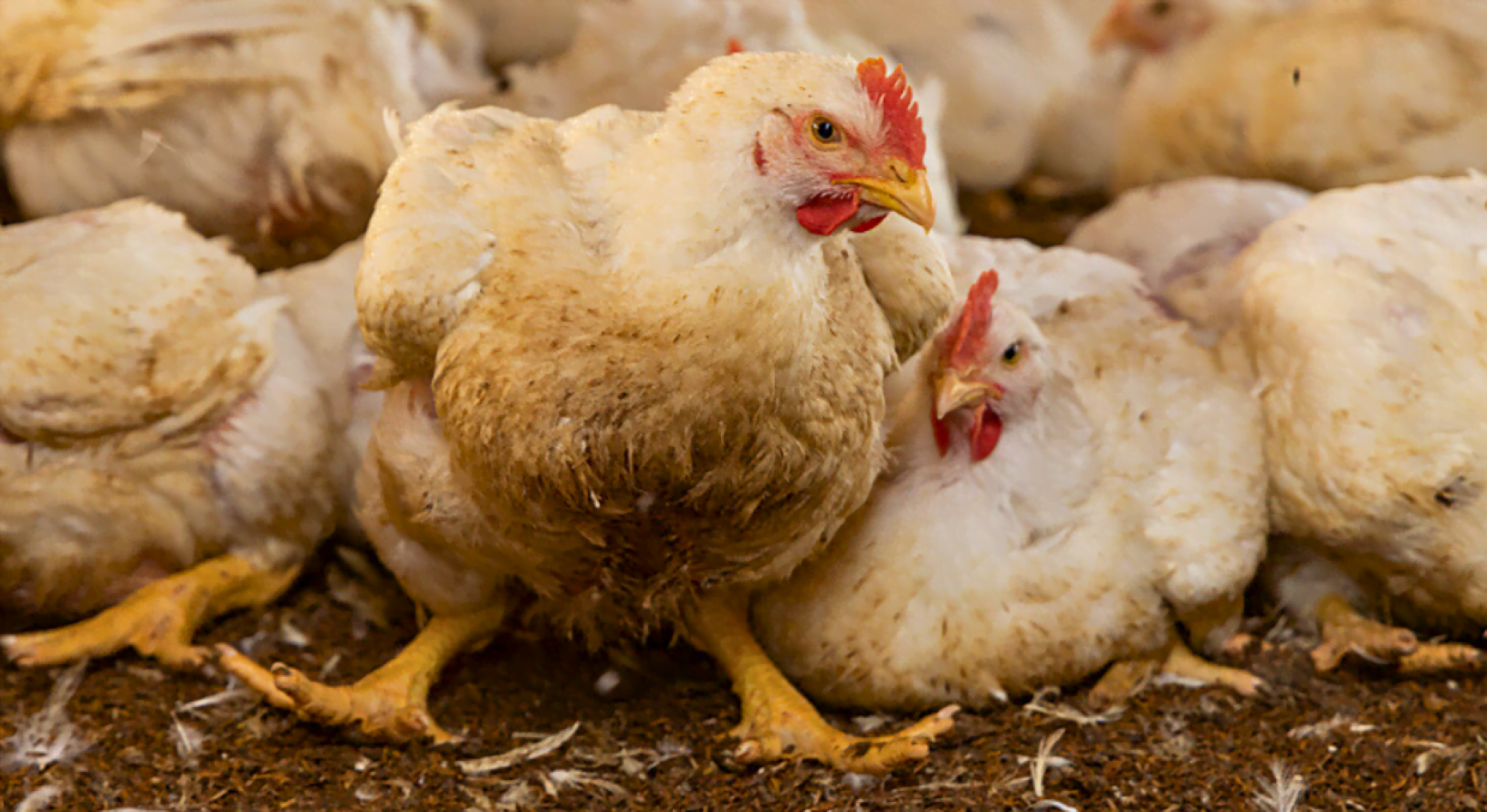  foire
                                        jinukun